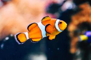 冰岛能否晋级？欧洲杯最新动态解析冰岛欧洲杯晋级了吗现在